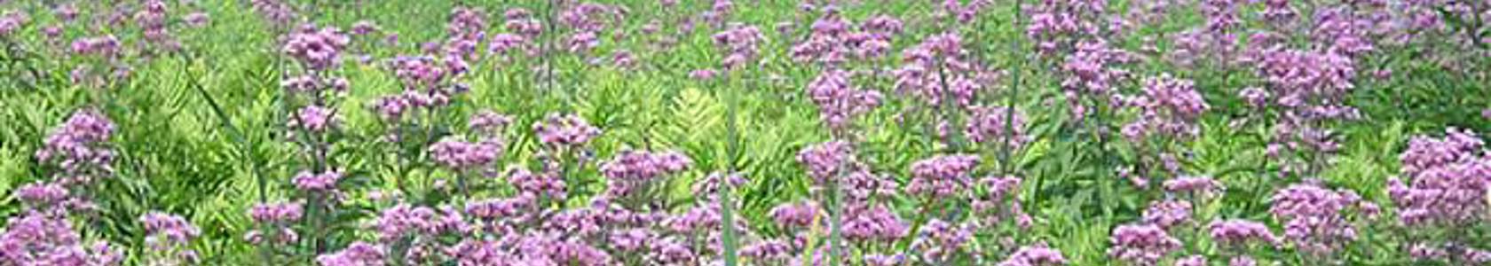 Photo of purple flowers in a field.